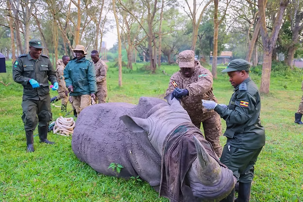 KIDEPO WELCOMES BACK RHINOS AFTER 43-YEAR ABSENCE IN HISTORIC WILDLIFE COMEBACK