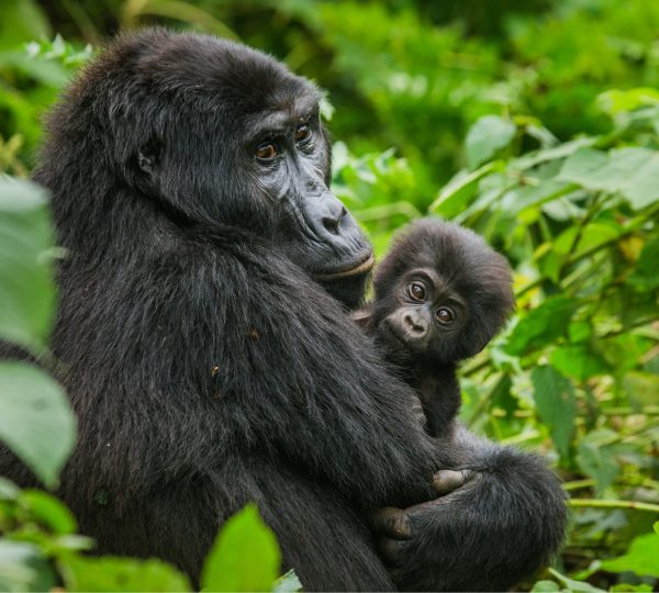 12 DAYS PRIMATES TRACKING & GAME PARKS