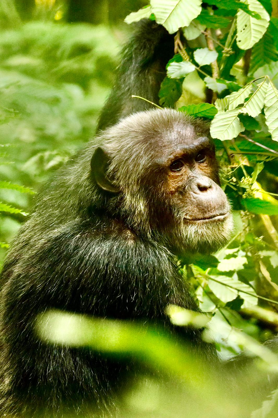 12 Days Rwanda /Uganda