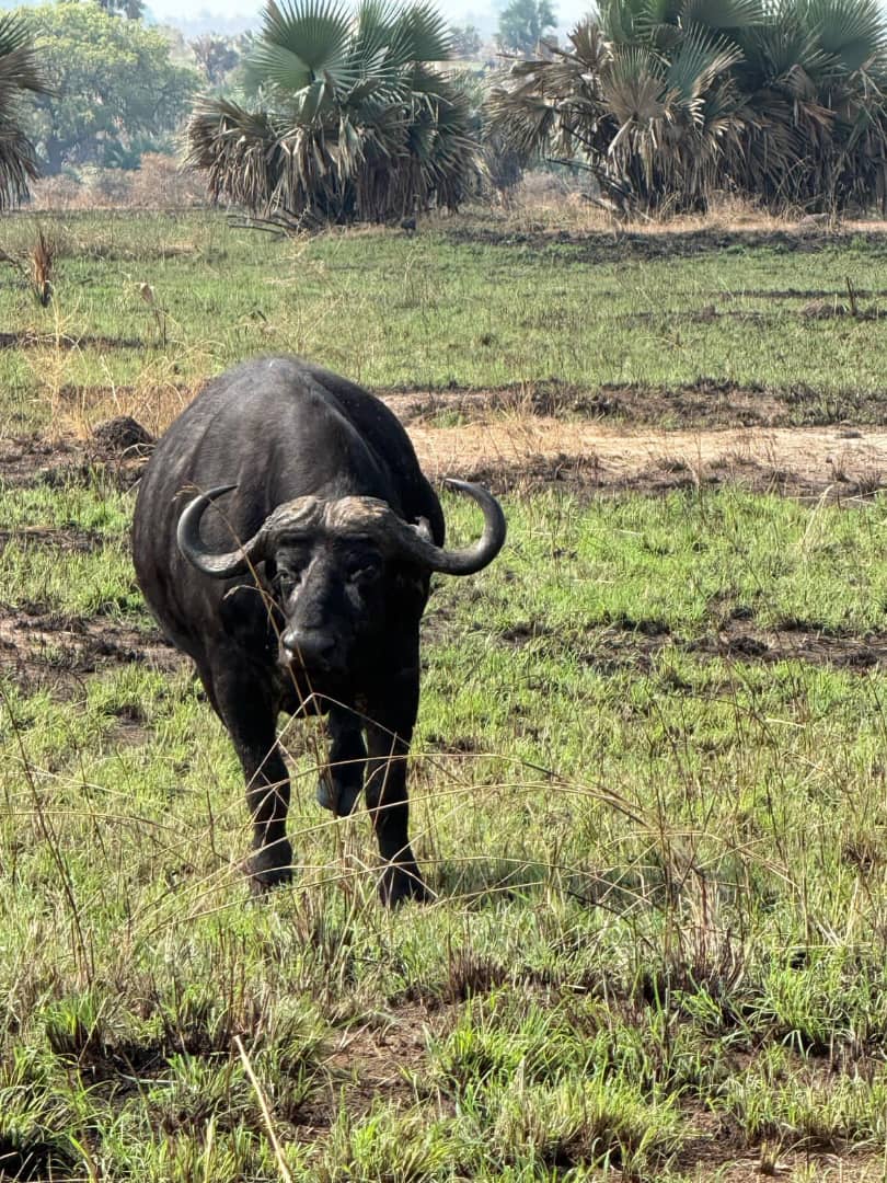 11  DAYS UGANDA 