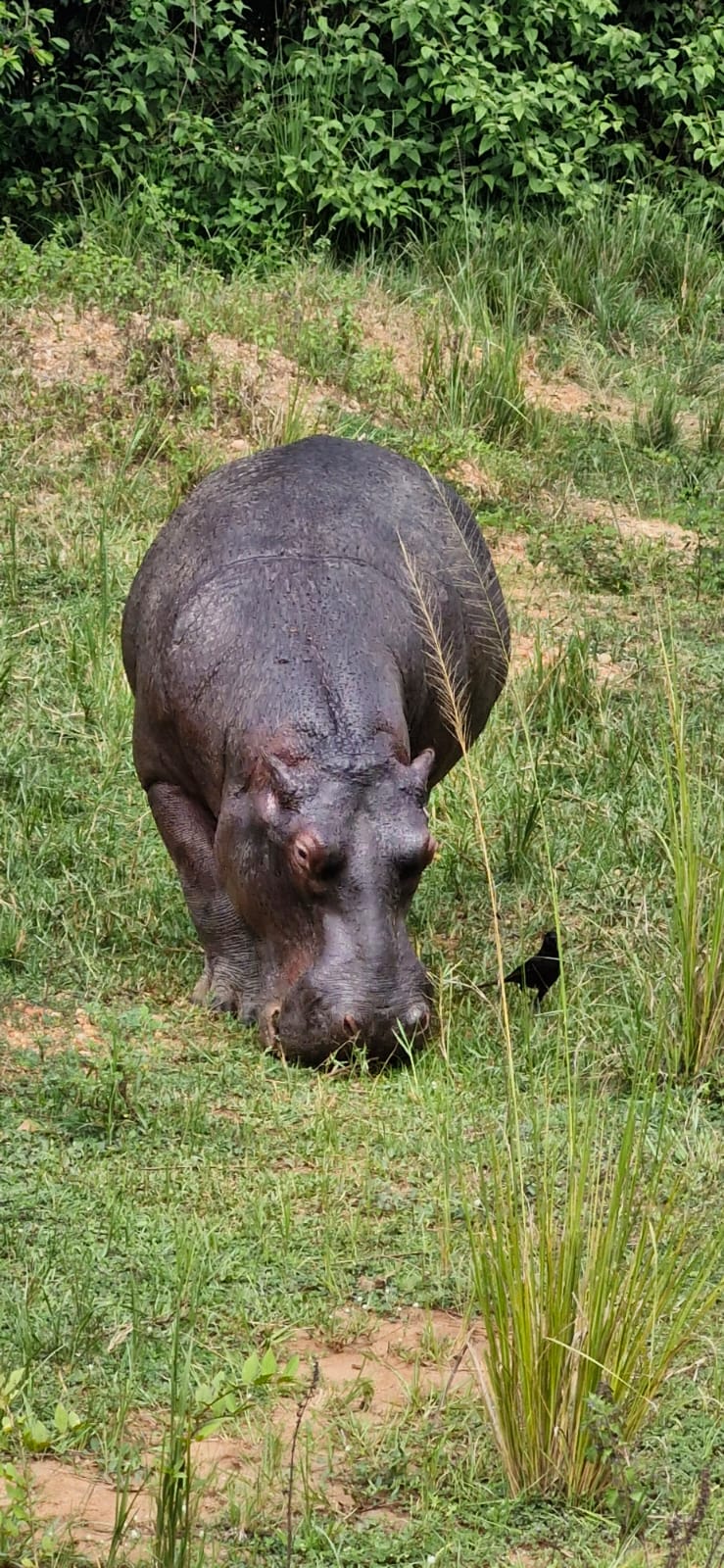 12 DAYS UGANDA (RHINOS,CHIMPS,GORILLAS AND OTHER PARKS