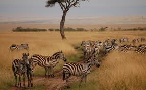 8 DAYS UGANDA &amp; KENYA